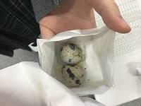 egg04.JPG